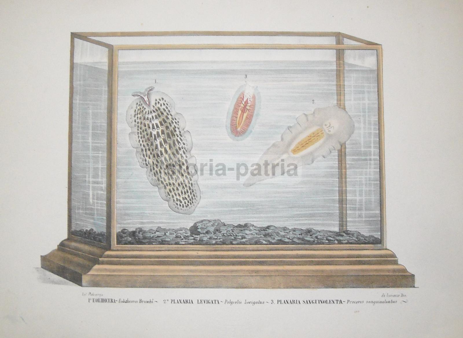 Storia Naturale, Acquario, Planaria, Eolidicera, Antica Litografia, Di Lorenzo, Napoli immagine 1